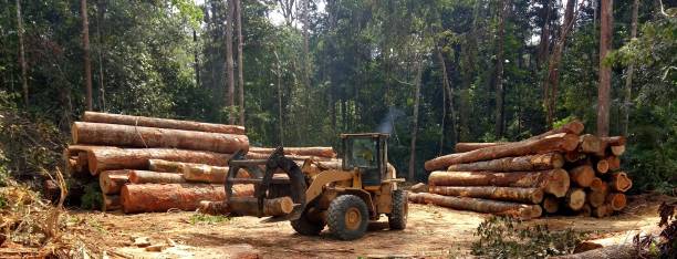Best Lot and Land Clearing  in Tumter, WA