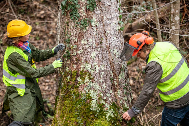 Best Utility Line Clearance  in Tumter, WA