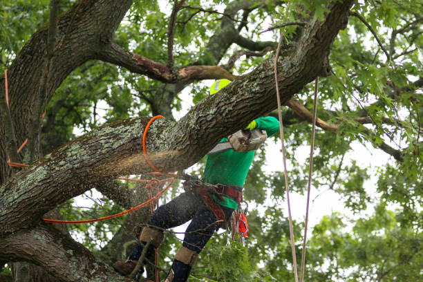 Trusted Tumwater, WA Tree Care Experts