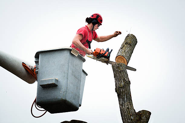 Best Hedge Trimming  in Tumter, WA