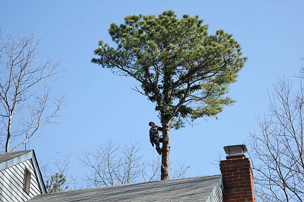 How Our Tree Care Process Works  in  Tumwater, WA