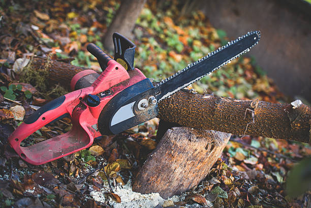 Best Tree Maintenance Programs  in Tumter, WA