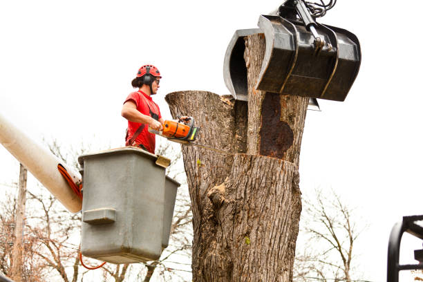Best Emergency Tree Removal  in Tumter, WA